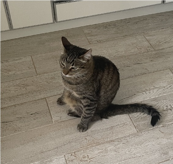 Фото кота