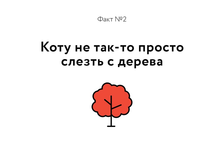 Факт о котиках