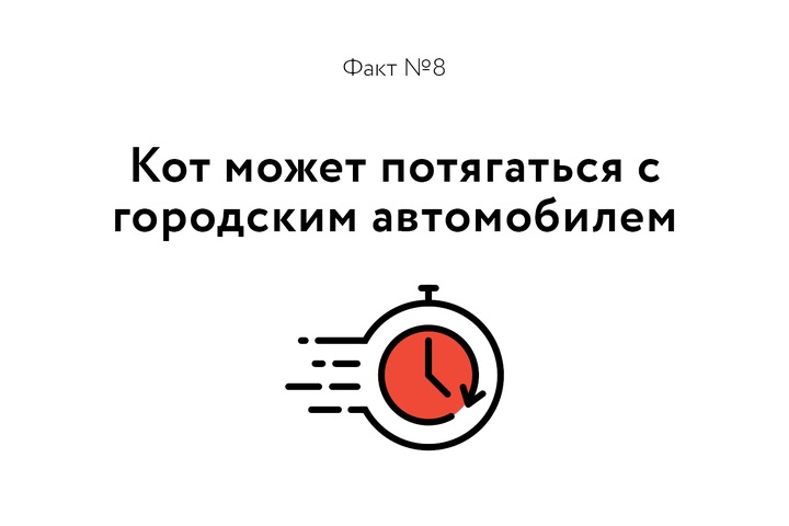 Факт о котиках