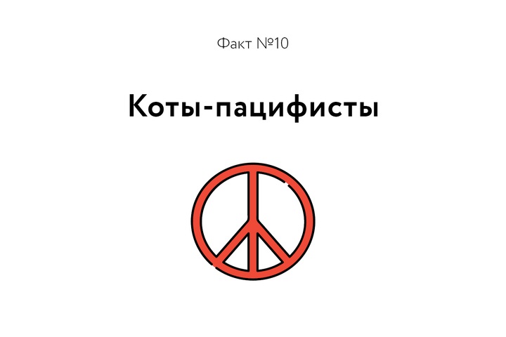Факт о котиках