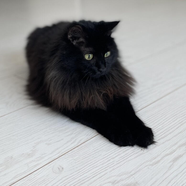 Кошка нефть
