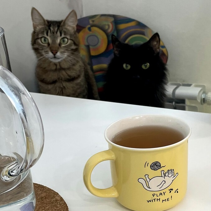 Котики на кухне